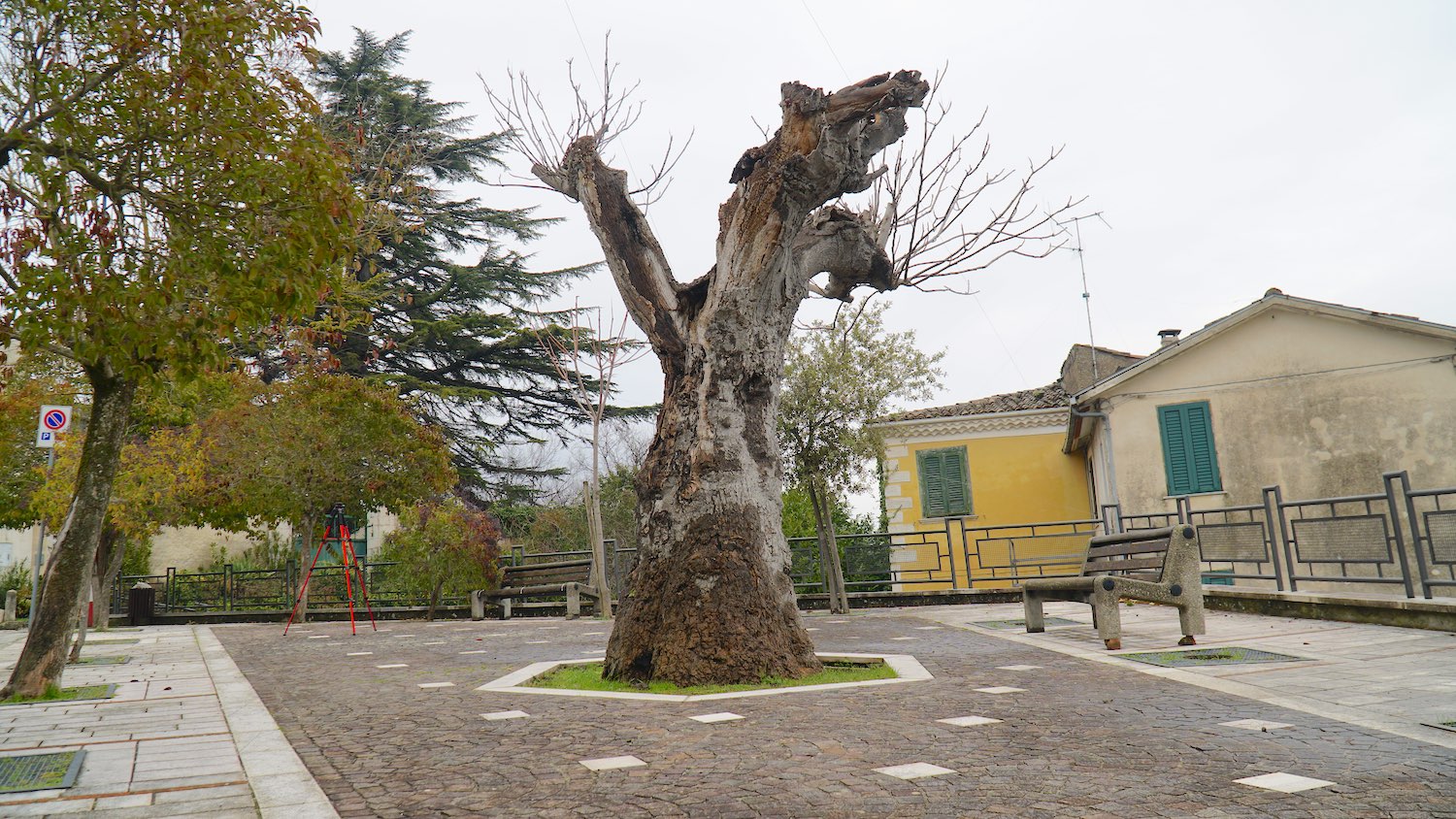 Albero della Maldicenza - Vestigia