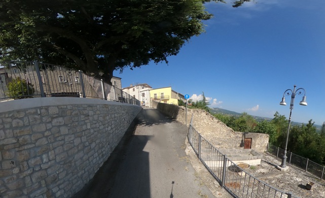 Albero monumentale - Leccio