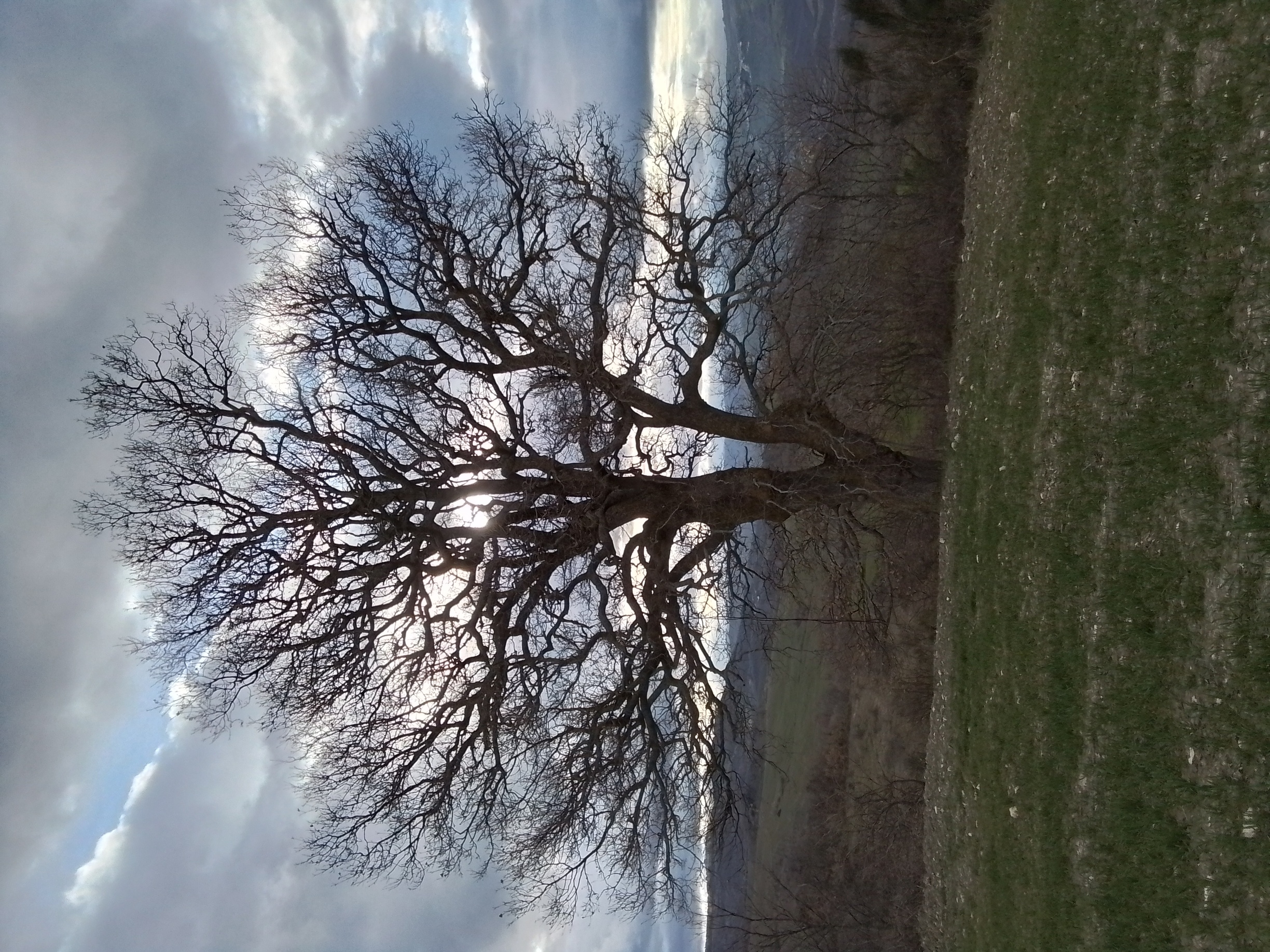 Albero monumentale - Roverella