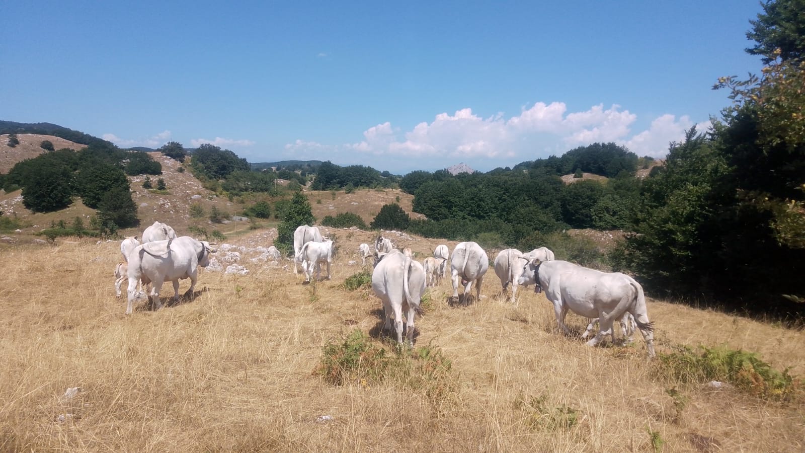 Azienda Agricola Martelli