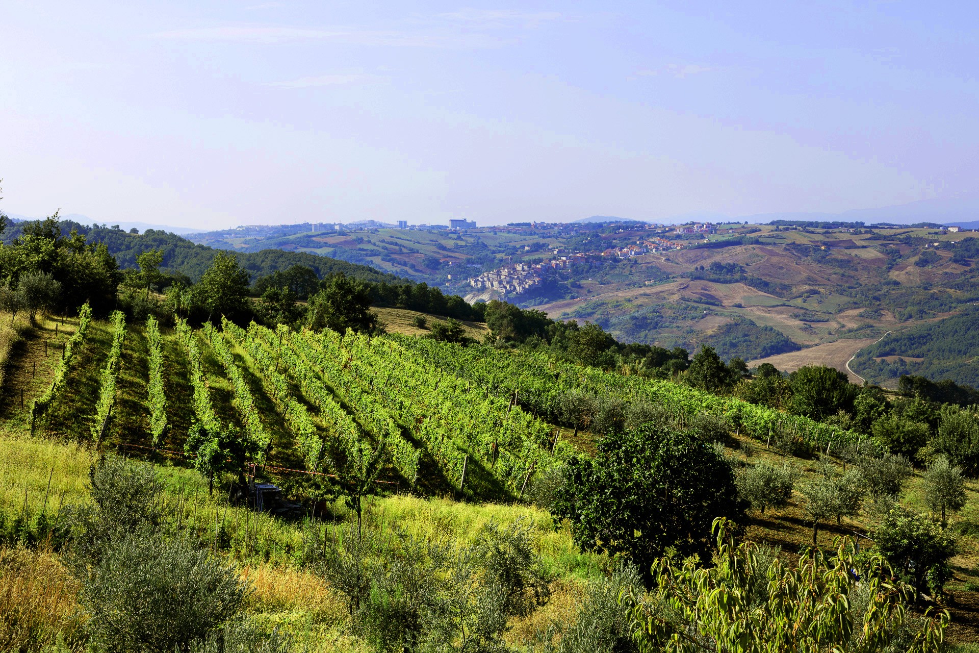 Azienda Agricola- Molise Goloso