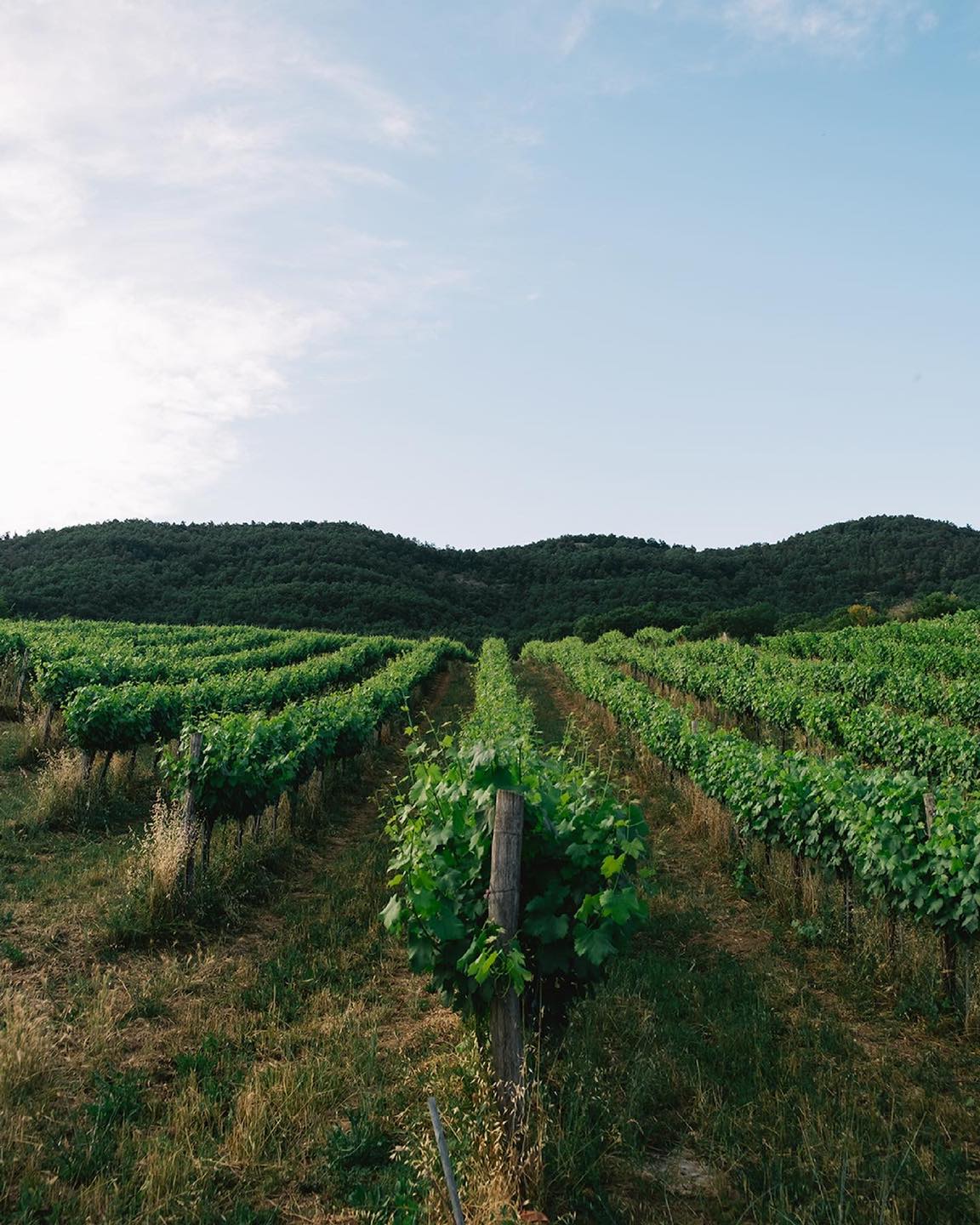 Azienda Vinicola - Giagnacovo "I roseti tra le vigne"