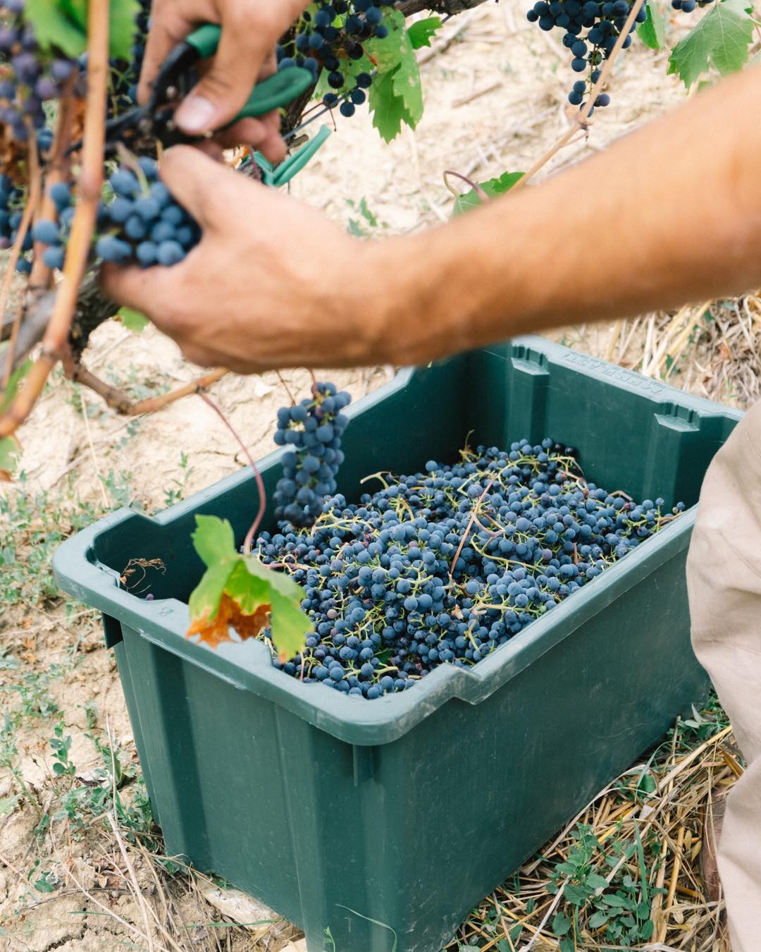 Azienda Vinicola Principe delle Baccanti