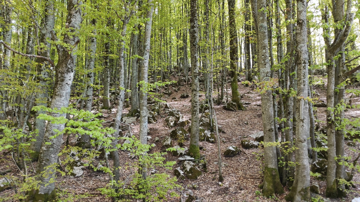 Bosco Di Pietre