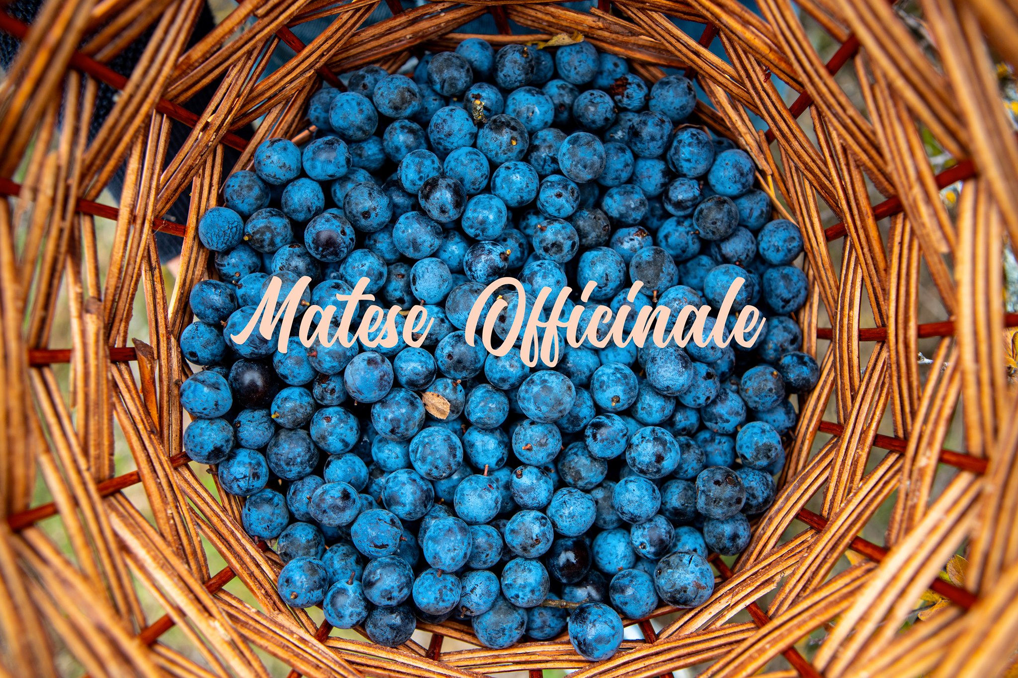 Matese Officinale