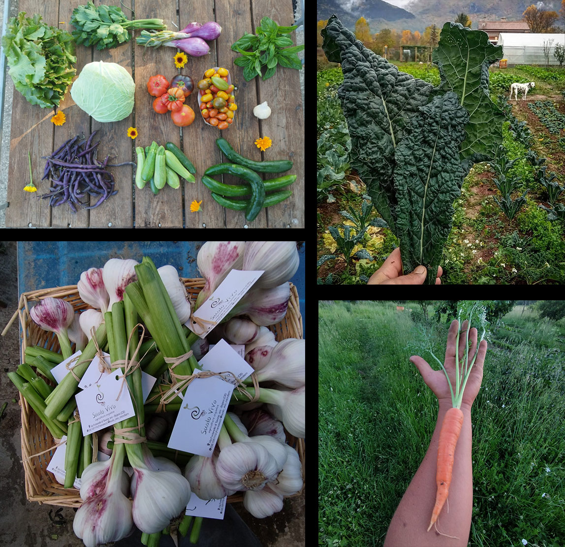 Suolo Vivo - Microfarm