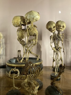 MUSA - Museo Universitario delle Scienze e delle Arti