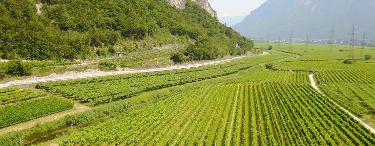 Ansitz-Tenuta CEO