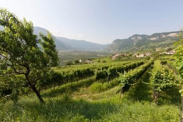 Azienda Agricola Baron Widmann