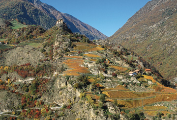 Azienda e Distilleria Unterortl - Castel Juval
