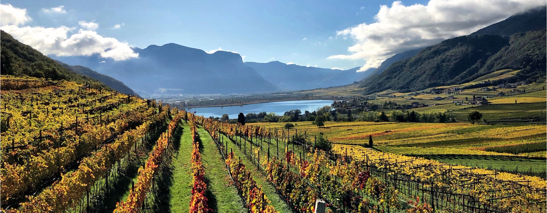 Azienda Vinicola T. Pichler