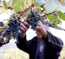 azienda vitivinicola WeinGut Seppi