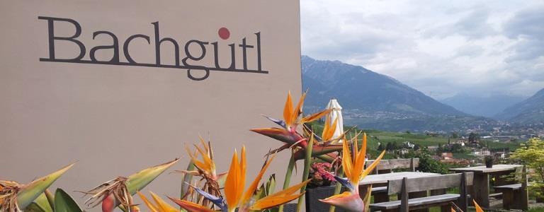 Bachgütl