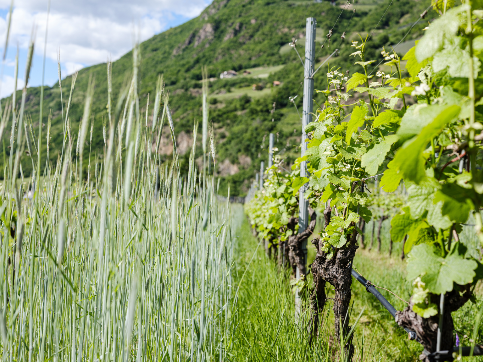 Tenuta LEYA