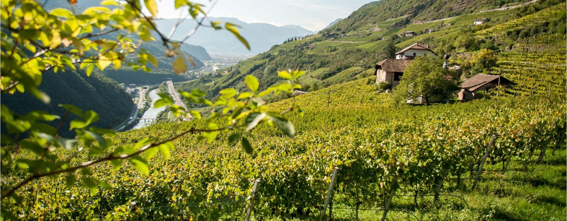 Weingut in der Eben