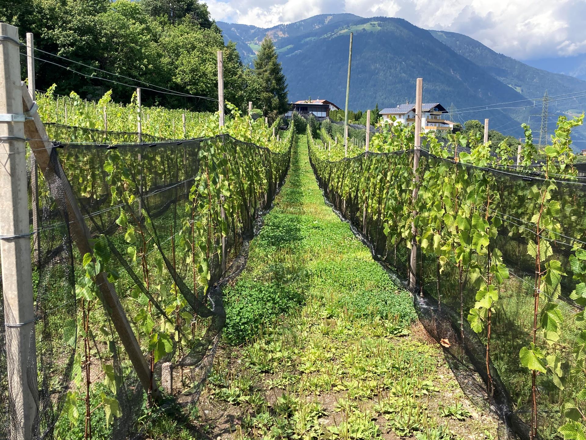 Weingut Wieserhof